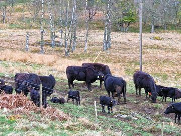 Calves around the fence of the site