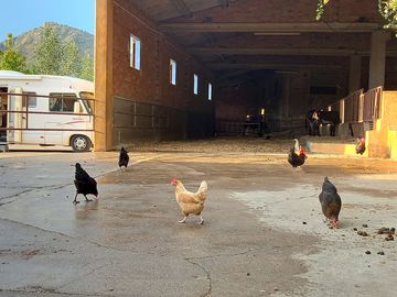 Free-range hens