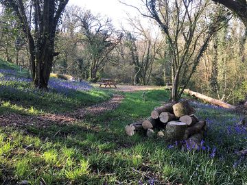 Woodland pitch among spring bluebells
