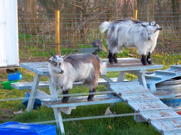 Friendly goats (added by manager 27 feb 2023)