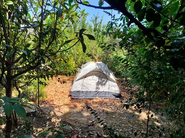 Tent pitch amid the greenery