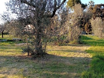 Olive trees (added by manager 13 apr 2023)