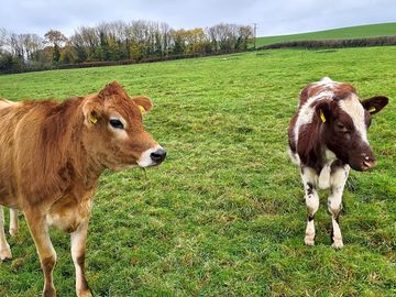 Resident cows