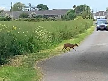 Some of the local wildlife