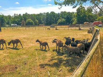 Visitor image of the animals on site
