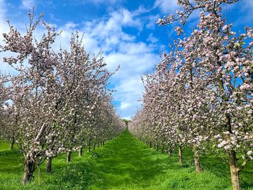 Apple trees flowering in may (added by manager 15 jul 2022)