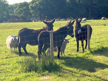 Site's donkeys (added by manager 02 jun 2023)
