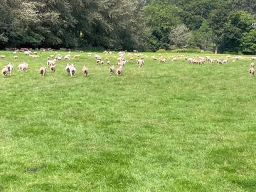 Sheep (added by manager 28 jul 2021)