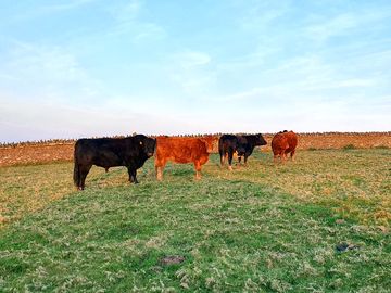 Cows