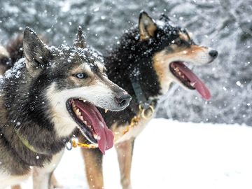 Nos huskies