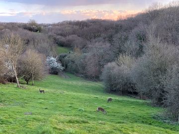 Deer just off the footpath