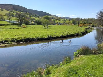 Geese on the river tanat, next to the site