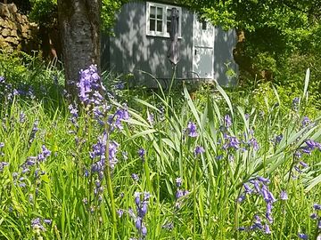 Bluebells around the hut (added by manager 16 sep 2022)