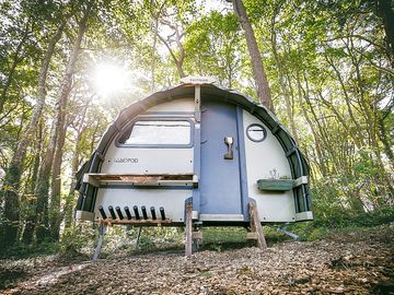 Each pod sits under the tree canopy