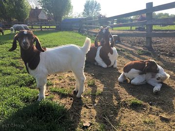 The farm's boer goats soaking up the suffolk sun