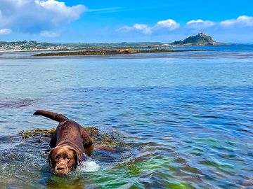 Cody roselands lab having a morning swim at mounts bay penzance (added by manager 08 feb 2024)