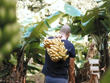Worker carrying organic bananas