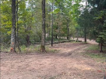 Trail through the trees