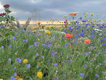 Wild flowers around the site (added by manager 13 feb 2023)