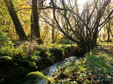 Woodland pitches