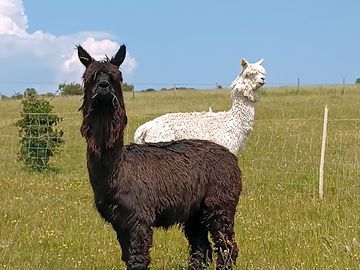 Meet bert and ernie, the two alpacas who live a short walk from the cabin