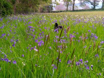 The bluebells in the meadow (added by manager 17 jul 2019)