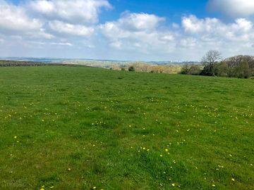 Grassy field