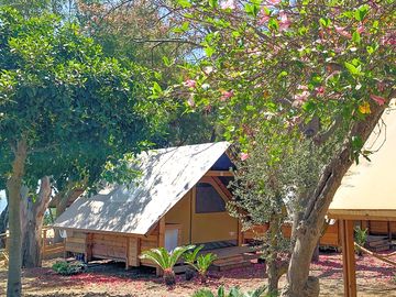 Safari tents