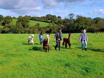 Alpaca experiences available on site
