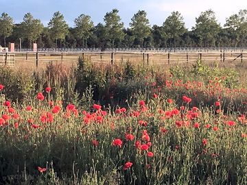 Poppies around the site (added by manager 20 jul 2019)