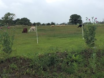 Grass pitches