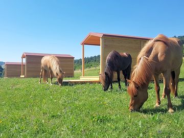 Ponies on site