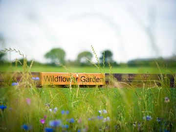 Wildflowers around the site