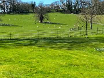 Neighbouring sheep