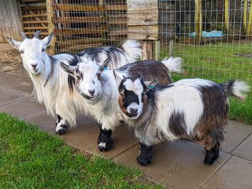 Meet our adorable pygmy goats (added by manager 12 jan 2024)