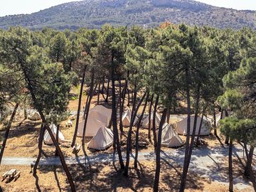 Tents among the trees (added by manager 08 jan 2024)