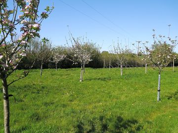 Trees in the orchard (added by manager 07 jun 2017)