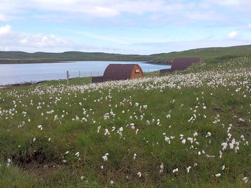 Wildflower fields