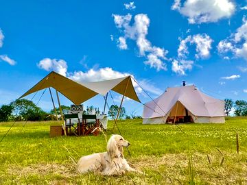 Bacchus blending in with the tents and canopies (added by manager 27 jun 2022)