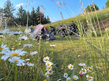 Flowers round tent tent pitches.