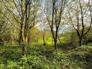 Small private woodland and orchard area
