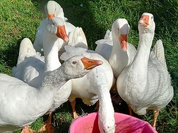 Geese