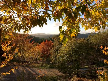 Colours of autumn