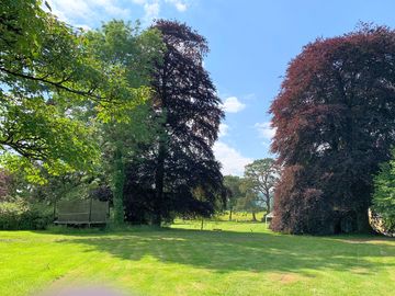 Beech trees (added by manager 22 jun 2021)