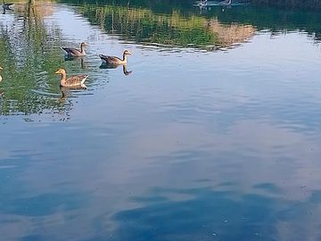 Plenty of wildlife