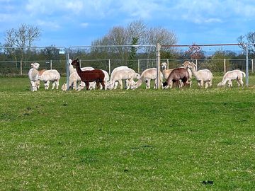 Alpaca farm