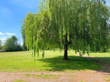 Pitches between the trees