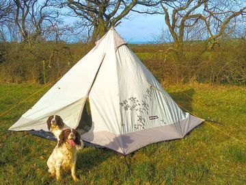 Springers enjoying the site (added by manager 17 jan 2023)