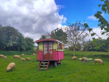The pivoine caravan surrounded by sheep
