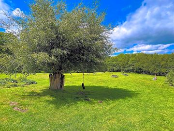 Tree next to the honey-bee plot